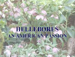 Hellebores An American Passion by Cole Burrell