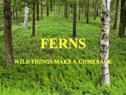 Ferns: Wild Things Make A Comeback by Cole Burrell