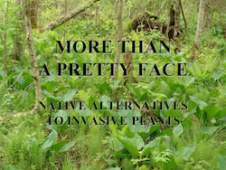 More Than A Pretty Face: Native Alternatives to Invasive Exotic Plants by Cole Burrell
