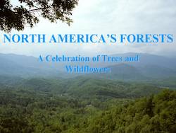 North America's Forests: A Celebration of Trees and Wildflowers by Cole Burrell